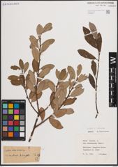 Foto von Salix atrocinerea Brot.